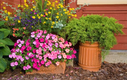 Container Gardening