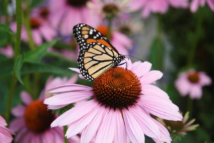 native plants garden wildlife