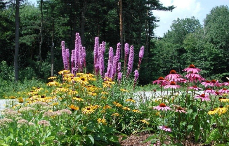 Xeriscape Garden