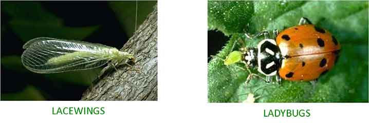 Lacewings and Ladybugs