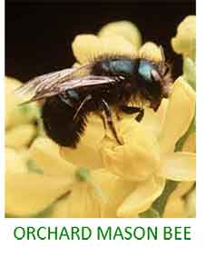 Orchard Mason Bee