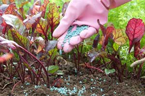Fertilizer do's and dont's