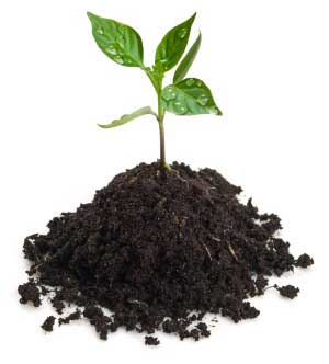 Healthy Garden Soil