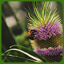 Teasel Flower Head Attracting Pollinating Bees