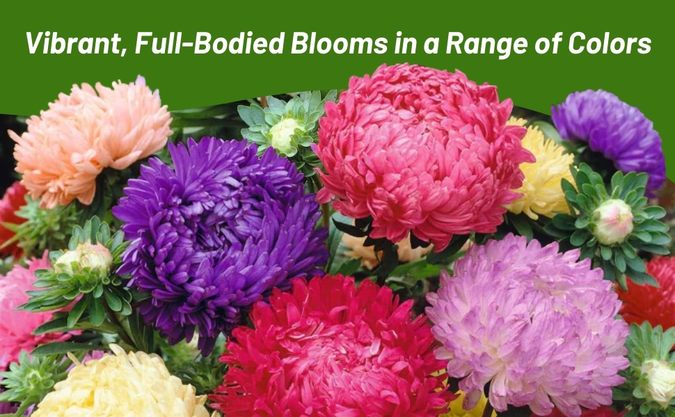 Callistephus Tall Paeony Aster Flower Seed Mixture