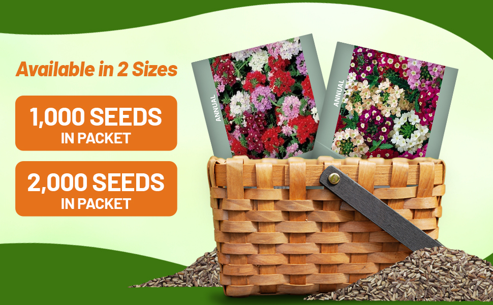 Verbena Hybrida Seed Packets For Planting