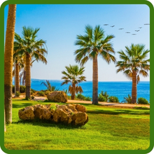 Salt Tolerant Warm Season Seashore Paspalum Grass Seed