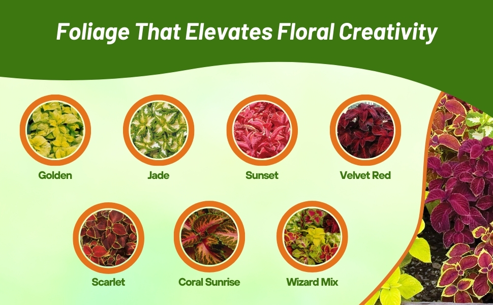 Varieties of Coleus Wizard Shade Loving Plants