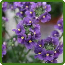 Vibrant Blue Flowers of Nemesia