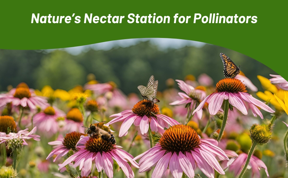 Pollinating Perennial Echinacea Coneflower Flowers For Butterflies & Bees