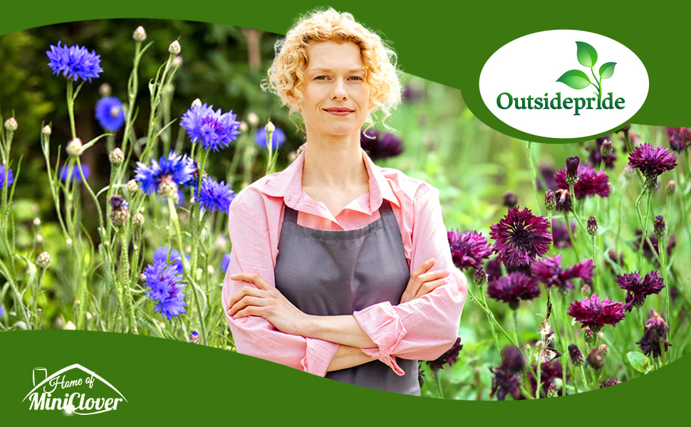 Annual Cornflower Wildflower Field
