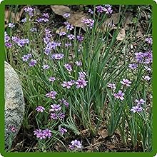 Versatile and Easy To Grow Blue-eyed Grass