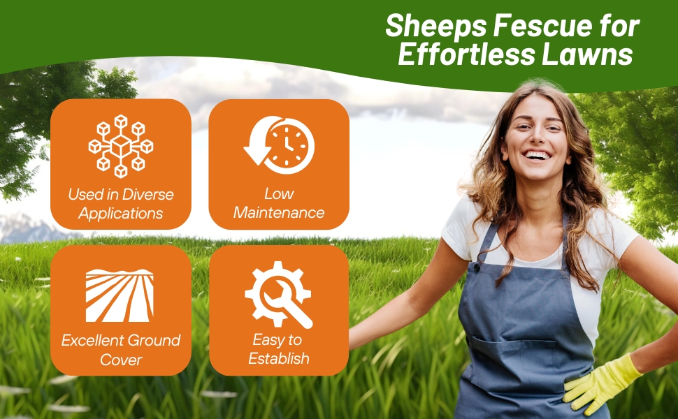 Sheep's Fescue Grass Seed Makes Excellent Ground Cover