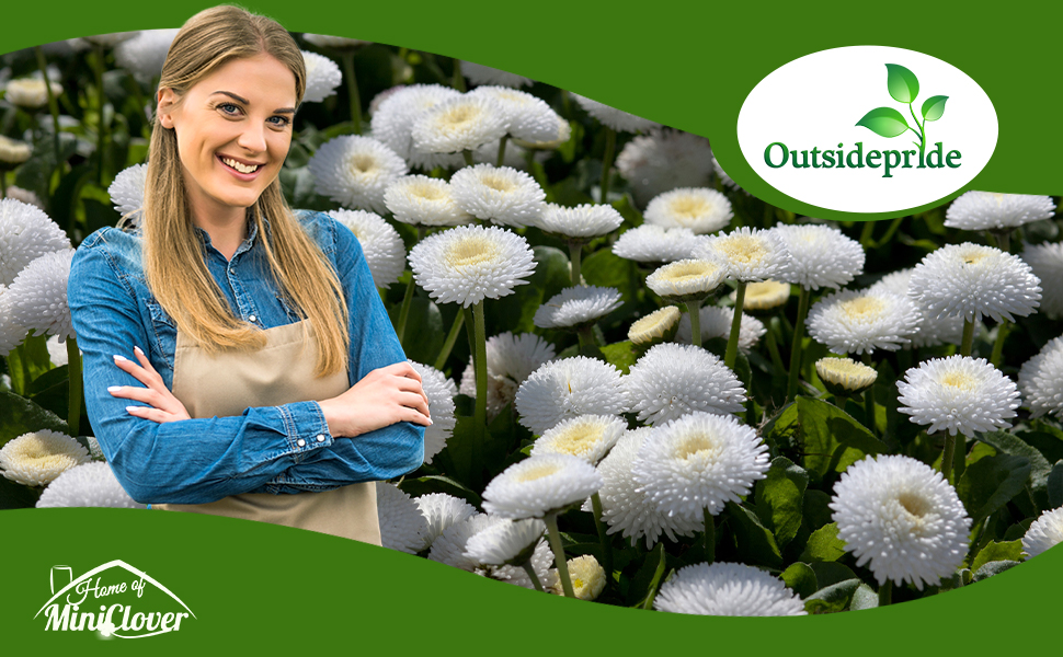 White Flowering Callistephus Tall Pompon Aster Flowers
