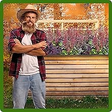 Raise Beds of Heuchera Plants