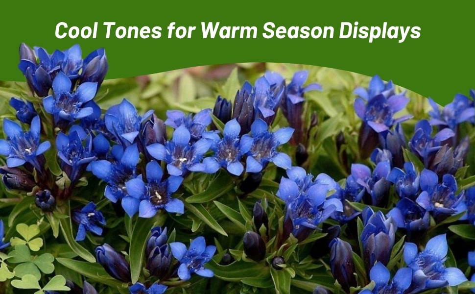 Low Growing Blue Flowering Gentian Plants Perennial