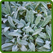 Perennial Lamb