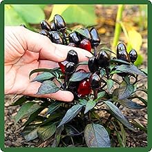 Black Pearl Pepper Fruits