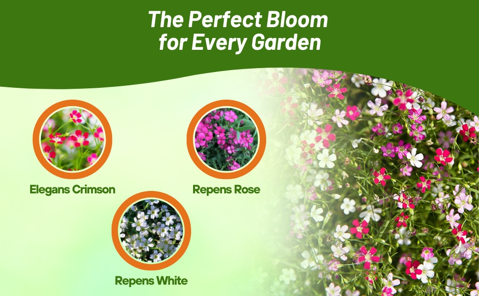 Crimson, Rose, & White Gypsophila Flower Varieties
