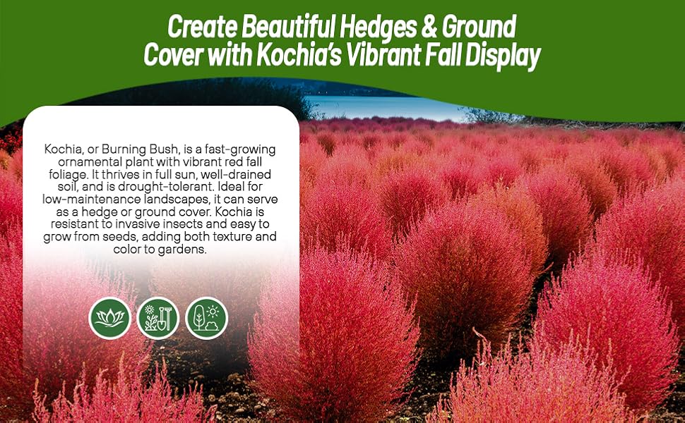 Fast Growing Burning Bush Plants For Hedges
