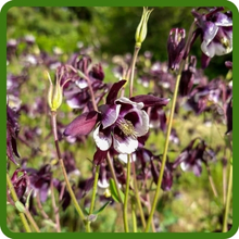 Aquilegia Columbine Unique Flowers