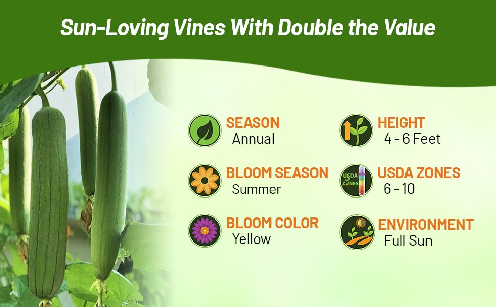 Luffa Plants Grow Full Sun USDA Zones 6 - 10