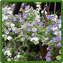 Long-Lasting Blooms of Bacopa Plants