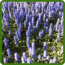 Fast Spreading, Low Growing Ajuga Plants
