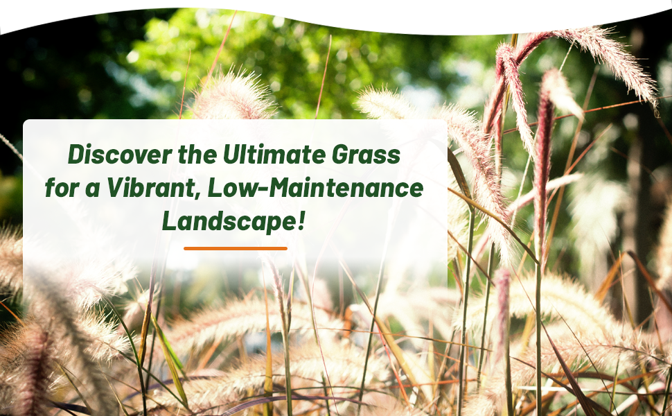 Perennial Sorghastrum nutans Indian Grass Seeds For Xeriscape Landscaping