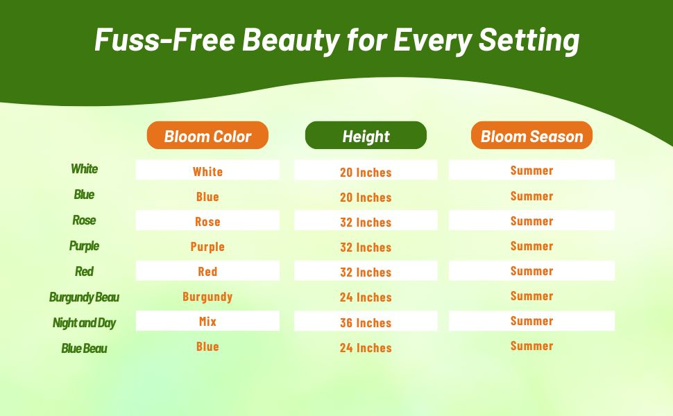 Bloom Season, Color, & Height Chart of Scabiosa Pincushion Flower