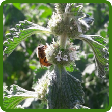 Natural Pollinator Magnet of Horehound Flowers
