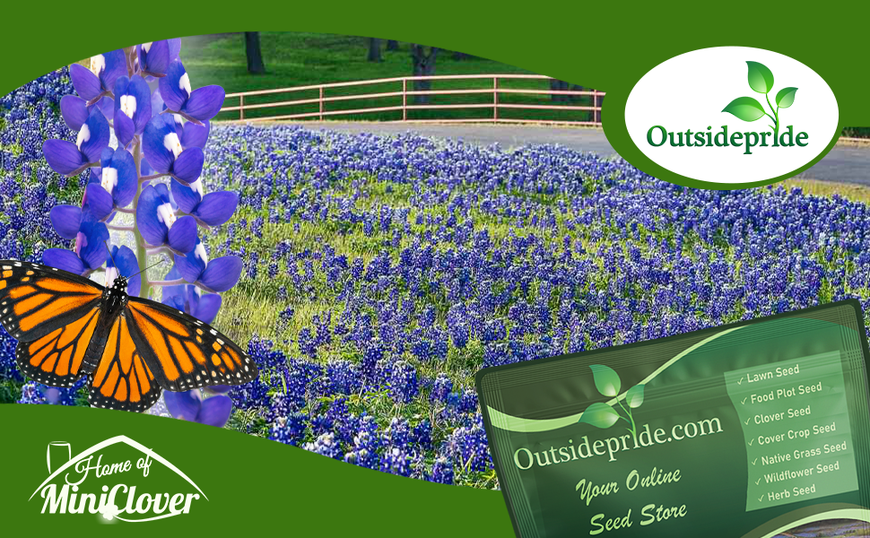 Texas Bluebonnet Wildflower Meadow Planted From Flower Seeds