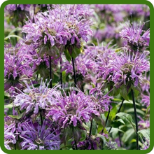 Fragrant Foliage of Monarda Fistulosa Wild Bergamot