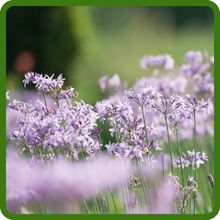 Heat and Drought Tolerant Society Garlic