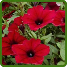 Vibrant Red Blooms of Red Velour Wave Petunia