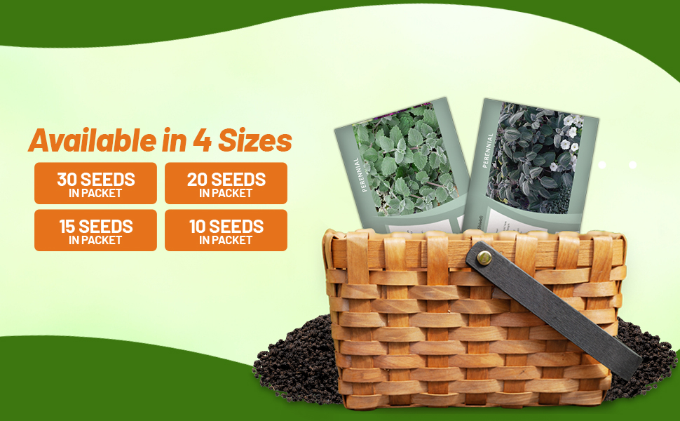 Plectranthus Seed Packets For Sale