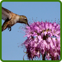 Cleome Spider Flower Attracts Pollinators