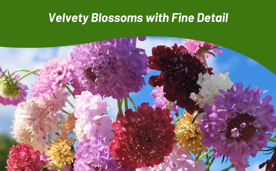 Scabiosa Pincushion Cut Flowers for Floral Arrangements