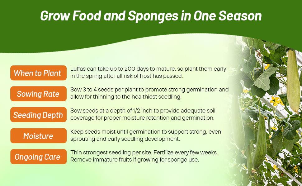 Planting Directions & Care For Luffa Plant Seeds