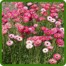Helipterum Paper Daisy Cut Flowers For  Drying & Bouquets