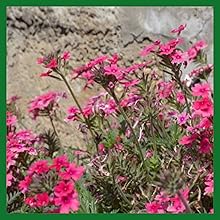 Drought Tolerant Moss Verbena Sweetheart Kisses Plants