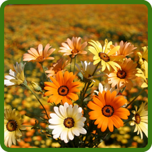 Vibrant Colors of African Daisy Blooms