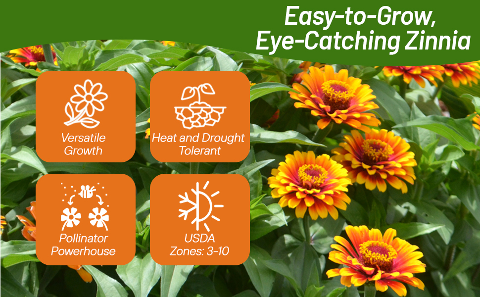 Easy to Grow Zinnia Zowie Yellow Flame Cut Flowers