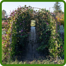 Cup & Saucer Vine Cobaea Fast-Growing Climber