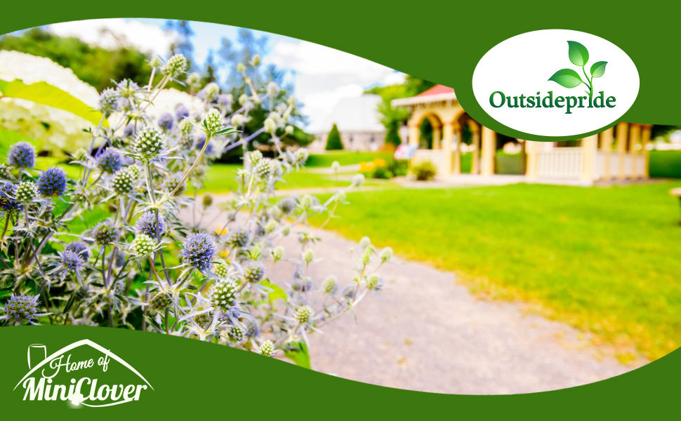 Eryngium Flowering Plants