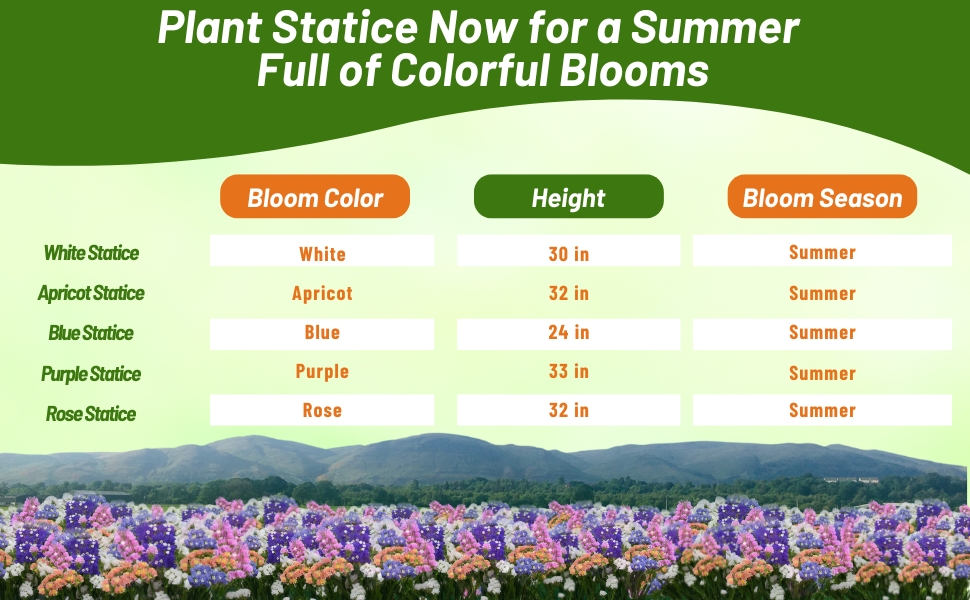 Bloom Season, Height, & Color Chart of Statice Limonium  Flowers