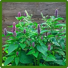 Agastache Anise Hyssop Plant