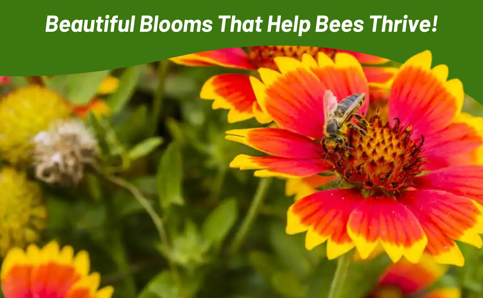Pollinating Bee on Gaillardia Aristata Blanket Flower Blooms