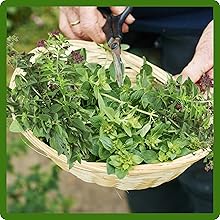 Harvest Cut Oregano Foliage