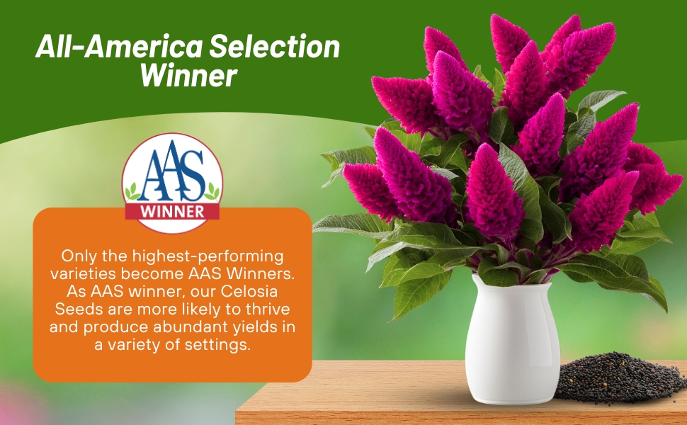 All American Selection Winner Celosia Castle Pink